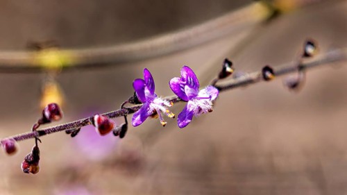 A close-up of delicate purple flowers on a twig, with a blurred background that conveys a tranquil