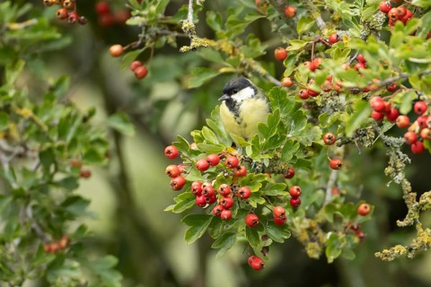 Great tit (Parus major) adult garden bird in a hawthorn hedgerow with red berries in summer,