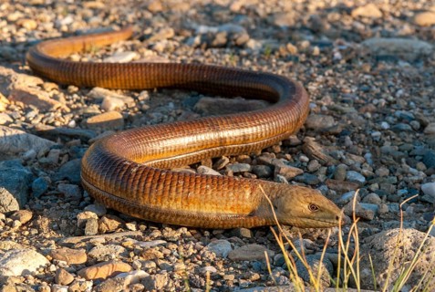 European Glass Lizard, Ophisaurus Apodus, Pseudopus Apodus, Scheltopusik, Bulgaria, Critters,