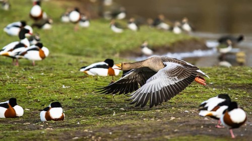 Greylag Goose, Anser anser, bird in flight over winter marshes