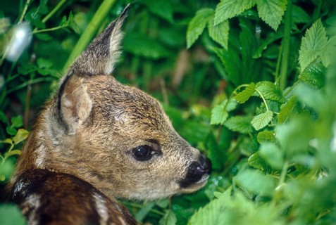 Artiodactyla, Capreolus Capreolus, even-toed ungulate, cloven-hoofed, deer, roe deer, juv.,