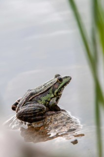 Marsh frog, pelophylax ridibunda, pelophylax ridibundus, rana ridibunda, sea frog, amphibians,