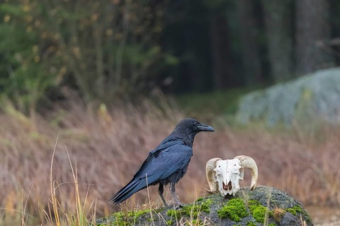 One common raven (Corvus corax) standing on a rock, searching for food on a ram skull. On a dry