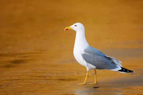 Mediterranean gull (Larus michahellis) on the beach, Algarve, Portugal