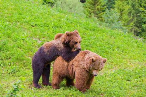 A young male Eurasian brown bear (Ursus arctos arctos) and a much older female mate (sort of) at