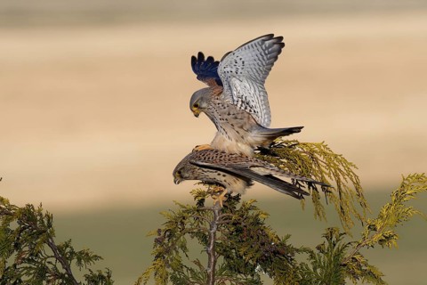Common Kestrel (Falco tinnunculus) pair mating, Saxony, Germany
