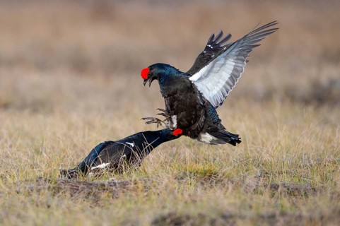 Black grouse (Lyrurus tetrix), black grouse courtship in Sweden, Fågelsjö, Gävleborgs län, Sweden