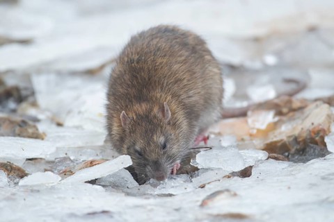 European brown rat (Rattus norvegicus) adult animal searching for food on ice of a frozen lake in
