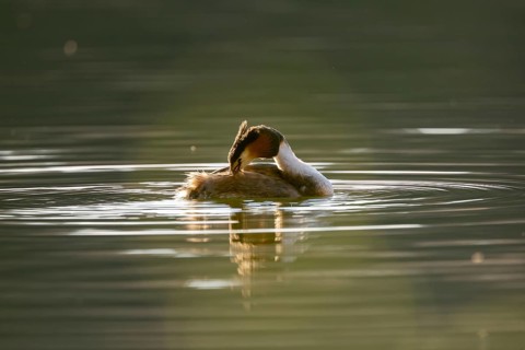 Great Crested Grebe (Podiceps Scalloped ribbonfish), Vulkaneifel, Rhineland-Palatinate, Germany