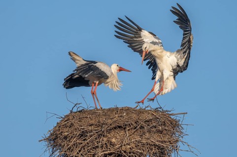 Two white storks (ciconia ciconia) can be seen in a tree. One is on the nest while the other