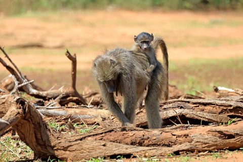 Bear baboon (Papio ursinus), Chakma baboon, adult, female, running, foraging, young, on its