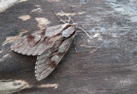 Hyloicus pinastri, pine swarmer, pine hawk moth, sphinx pinastri, pine arrow, butterfly, insects,