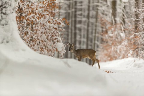 One young male Roe Deer, Roe buck (Capreolus capreolus), walking through a forest in deep snow.