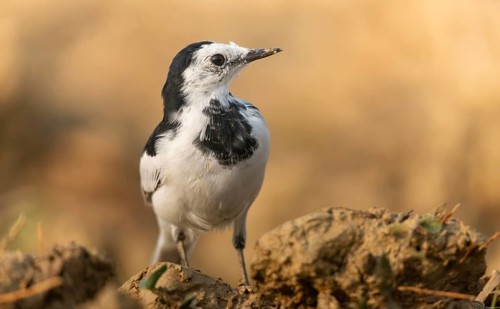A white wagtail (Motacilla alba) stands on the ground against a blurred background, Sreepur,