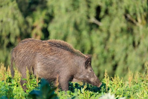 A female wild boar (Sus scrofa) is out foraging in a green clearing on a sunny morning. Bavaria,