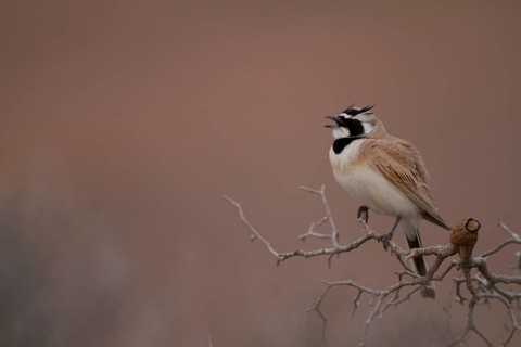 Temminck's Horned Lark - Saharaohrenlerche - Eremophila bilopha, Morocco