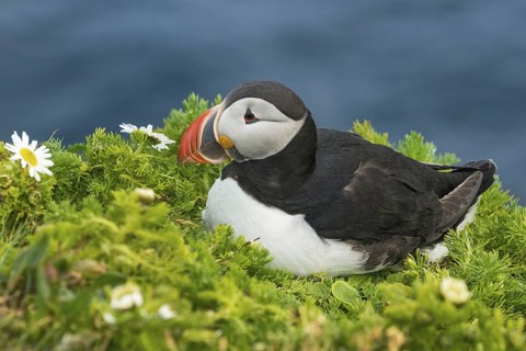 Atlantic Puffin (Fratercula arctica) on cliff, Iceland