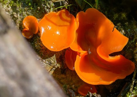 Aleuria aurantia, fiery red mug mushroom, common orange mug, orange mug, orange-red mug, peziza