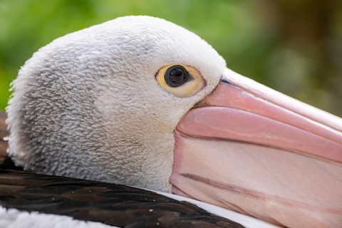 Australian pelican (Pelecanus conspicillatus), close-up, portrait, eye, captive, distribution