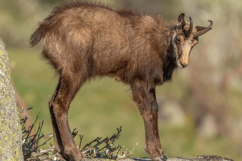 Chamois (Rupicapra rupicapra) during the spring moult. Hohneck, Vosges, Alsace, France
