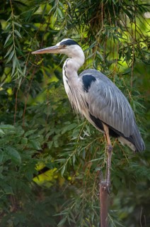 Ardea cinerea, heron, gray heron, birds, ciconiiformes, high size, portrait, heron, walking birds,