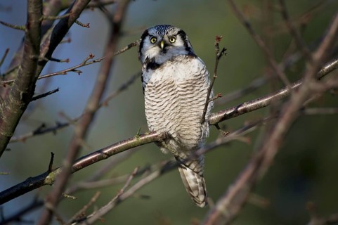 Northern Hawk-Owl (Surnia ulula), Saxony, Germany