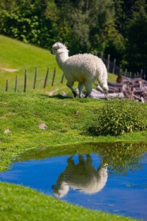 A white male alpaca (Vicugna pacos) stands on the bank of a pond and reflects in the water