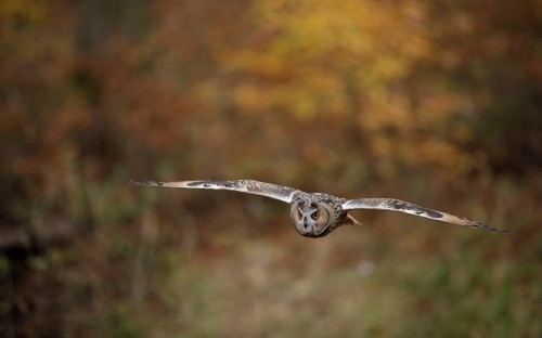 Waldohreule, lat. Asio otus, fliegt bodennah im herbstlichen Buchenwald