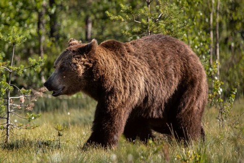 Brown Bear (Ursus arctos), on forest, Kainuu, Finland