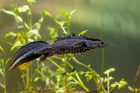 Great crested newt, crested newt, northern crested newt, Triturus cristatus, amphibians,