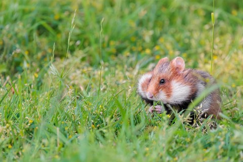 A European hamster (Cricetus cricetus) collects herbs, grass and daisies in a fresh green meadow