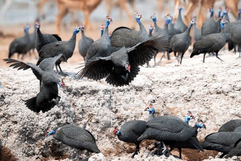 Helmet guinea fowl (Numida meleagris), swarm at the waterhole, Nxai Pan National Park, Botswana