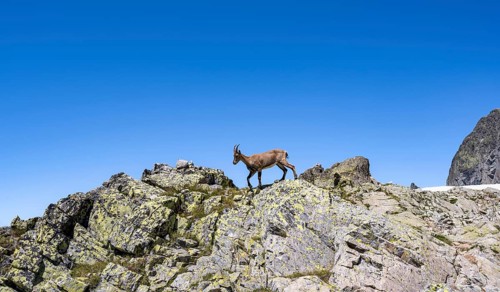 Alpine ibex (Capra ibex), on a rock, Aiguille Rouges, Chamonix, France