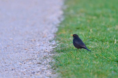 A black blackbird with an orange beak in a meadow next to a gravel path, blackbird (Turdus merula),