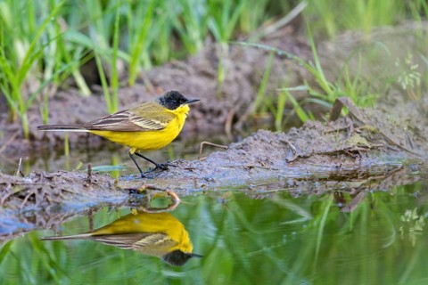 Black-headed Yellow Wagtail, Black-headed Wagtail, Motacilla flava feldegg, Motacilla feldegg,