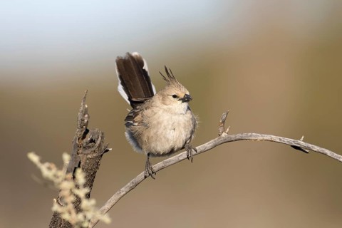 Chirruping Wedgebill (Psophodes cristatus), New South Wales, Australia