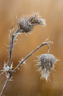 Creeping thistle (Cirsium vulgare), Emsland, Lower Saxony, Germany