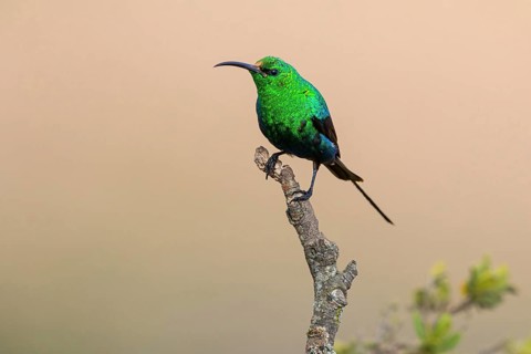 Malachite Sunbird, (Nectarinia famosa), Sunbird, Africa, South Africa, Roads from Malgas to