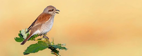 Red-backed shrike, red-backed shrike, thorn-backed shrike, family of shrikes, (Lanius collurio),