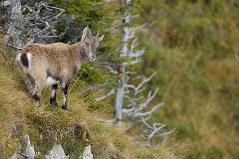 Alpine Ibex (Capra ibex) immature standing at the edge of cliffs, Valais Alps, Switzerland
