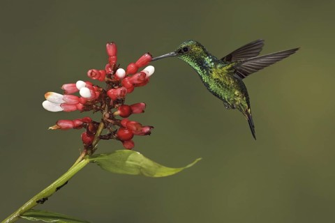 Western Emerald (Chlorostilbon melanorhynchus), Ecuador