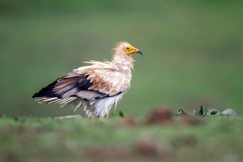 Egyptian Vulture (Neophron percnopterus), Castile-La Mancha, Spain