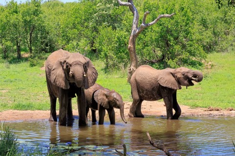 African elephant (Loxodonta africana), adult, female, mother, calf, by the water, drinking, three,