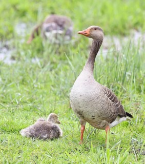Greylag goose (Anser anser) with goslings on a moor, Dümmer, Lake Dümmer, Ochsenmoor, Hüde, Lower