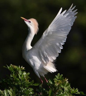 Western Cattle Egret (Bubulcus ibis) male flapping, Florida, USA