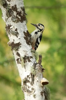 White-Backed Woodpecker (Dendrocopos leucotos leucotos) female climbing tree, Toew Aimag, Mongolia