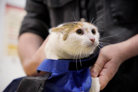 A cat is securely held in a calming blue wrap, receiving attentive care from a veterinarian. The