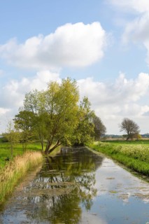 Wetland landscape with drainage ditch and willow trees, Butley marshes, Suffolk, England, UK