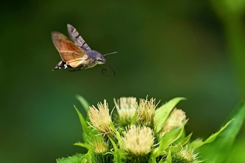 Dove's tail (Macroglossum stellatarum), flies on the flower of cabbage thistle (Cirsium oleraceum),