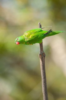 Rainbow Lorikeet (Trichoglossus haematodus) sitting on a twig, Lone Pine Koala Sanctuary, Brisbane,